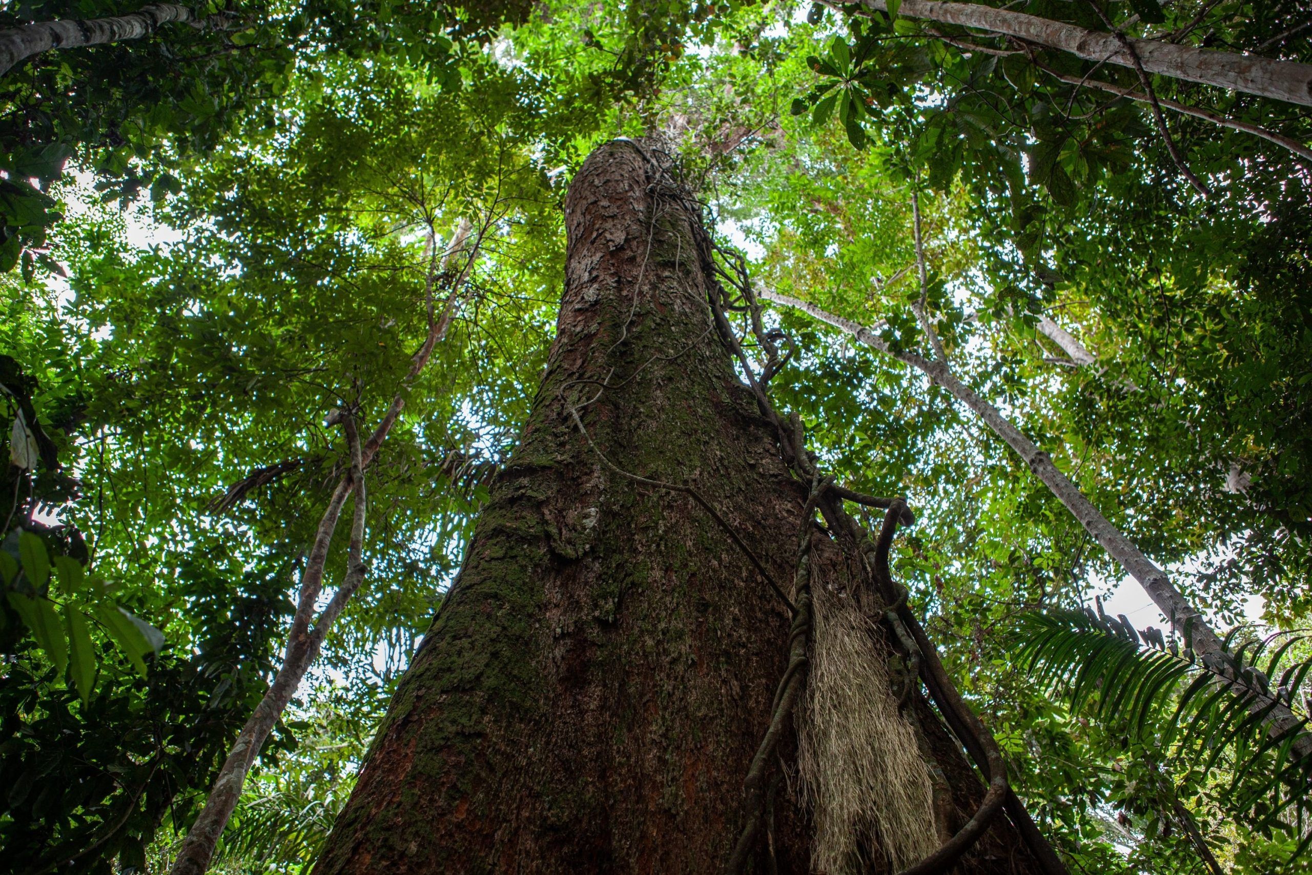 Amazônia Sustainable Supply Chains Mechanism - The Global Innovation ...